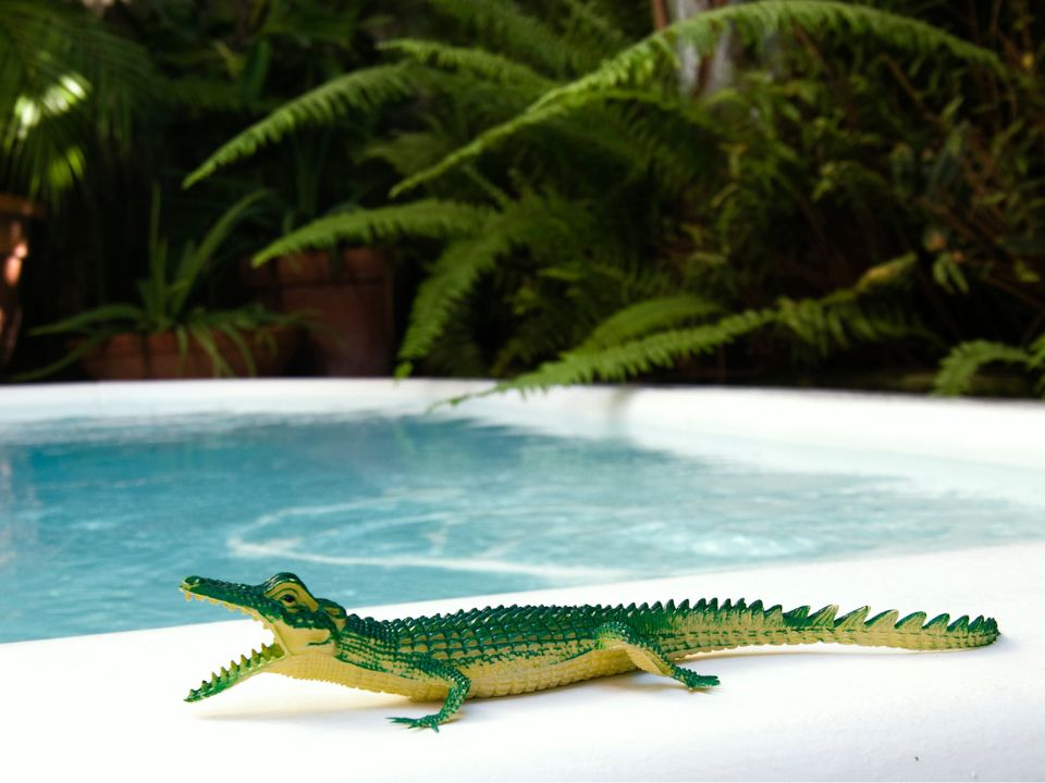 Alligator on the side of the Hot Tub