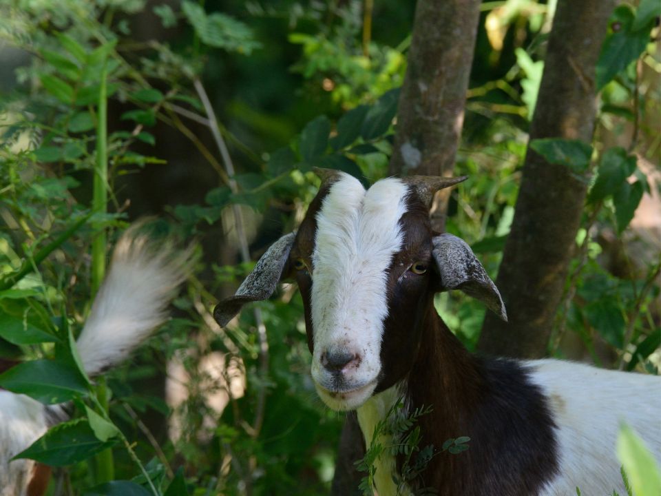 Example goat from the goat conspiracy
