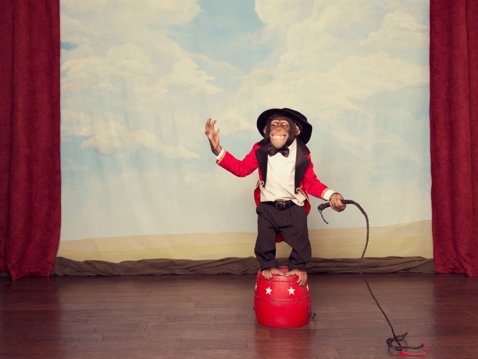 Chimpanzee Circus Leader