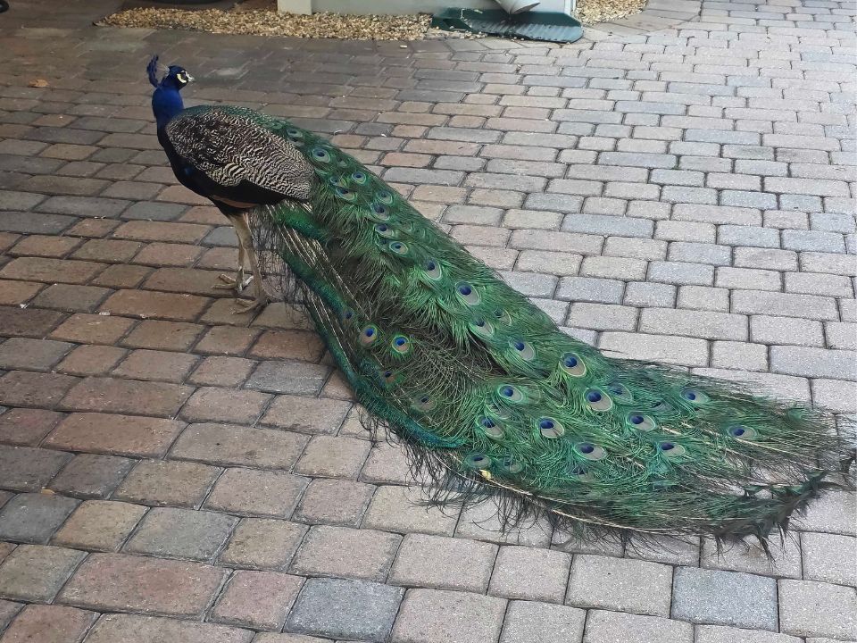 Percy the neighborhood Peacock in Fort Lauderdale