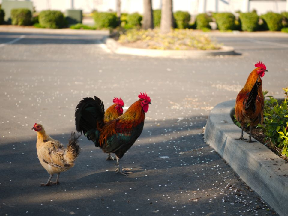 Chickens in a parking log