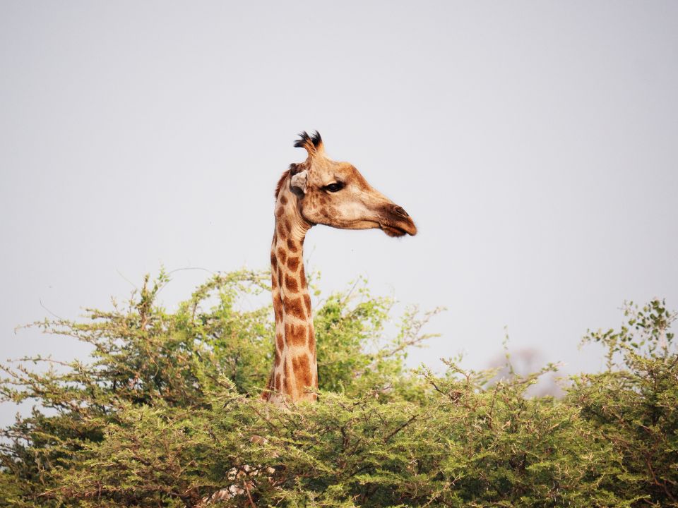 Giraffe hiding behind a tree in Botswana