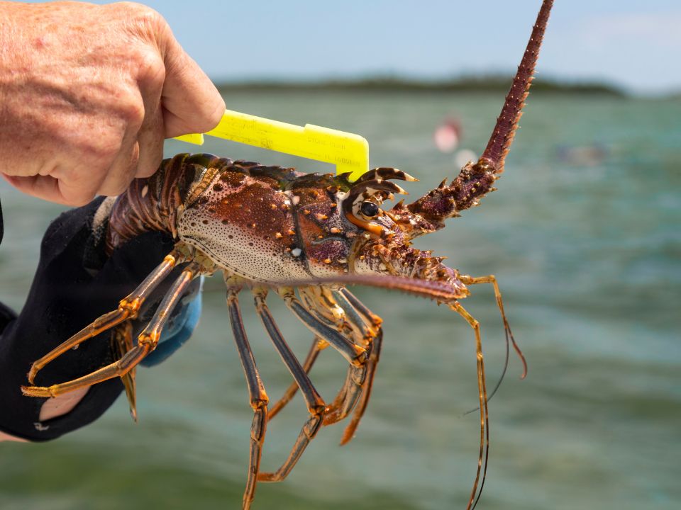 Florida Spiny Lobster