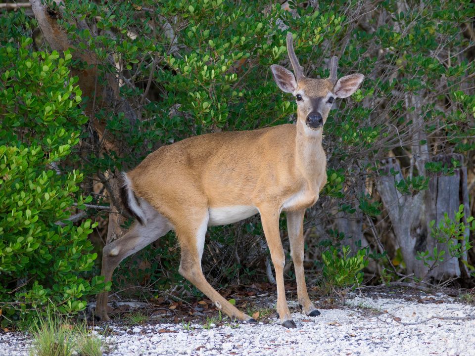 Endangered Key Deer in Big Pine Key