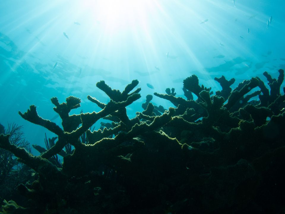 Elkhorn Coral in Looe Key