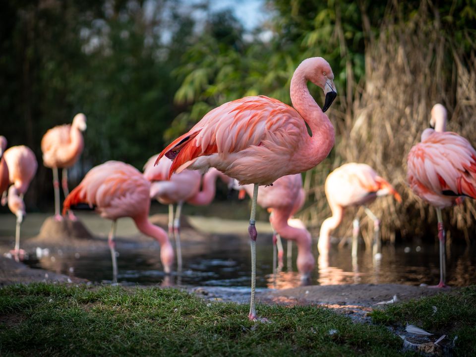 Zoo Flamingos