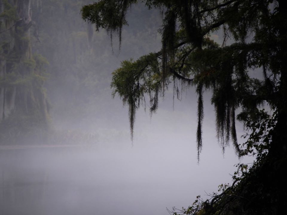 Florida Swamp in the early morning