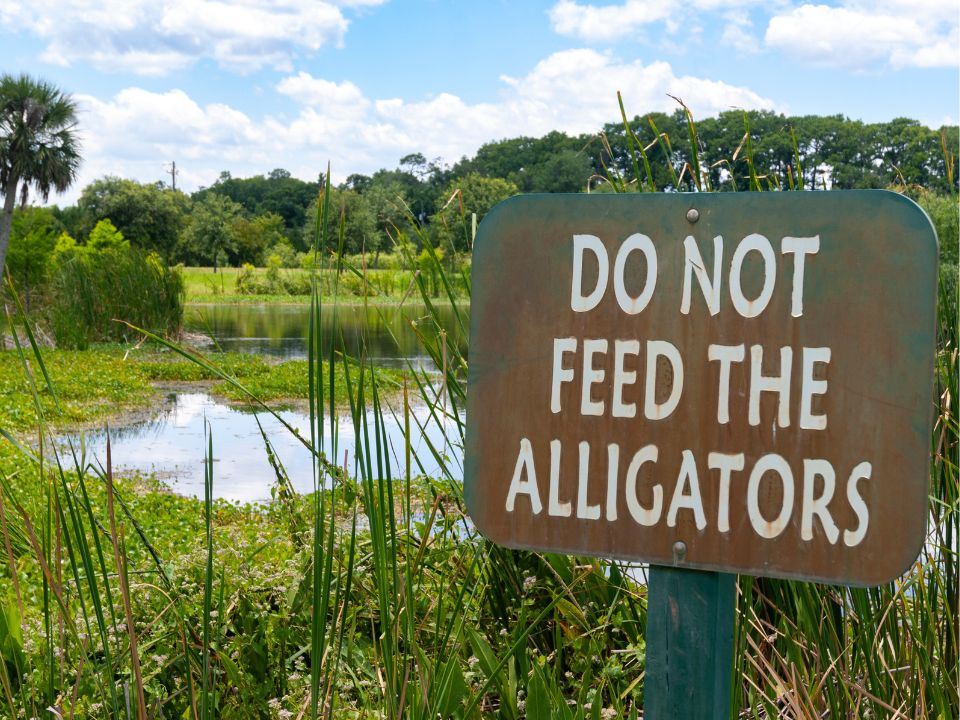 DO NOT FEED THE ALLIGATORS