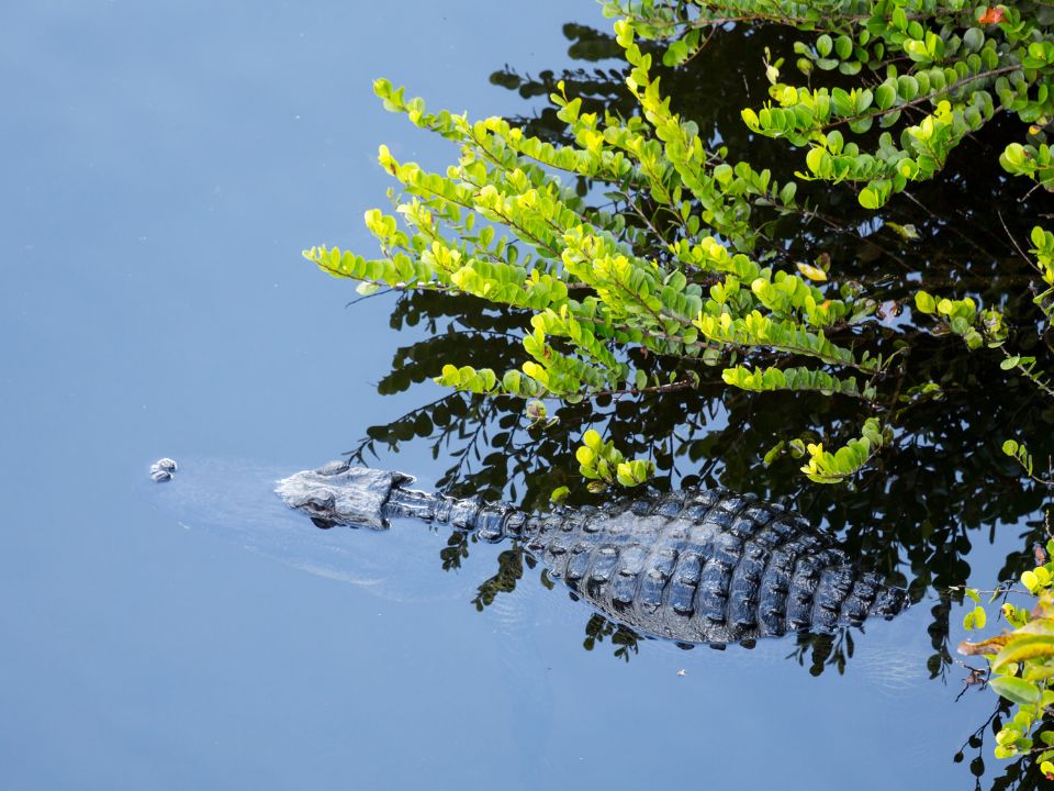 Alligator in the Florida Everglades National Park
