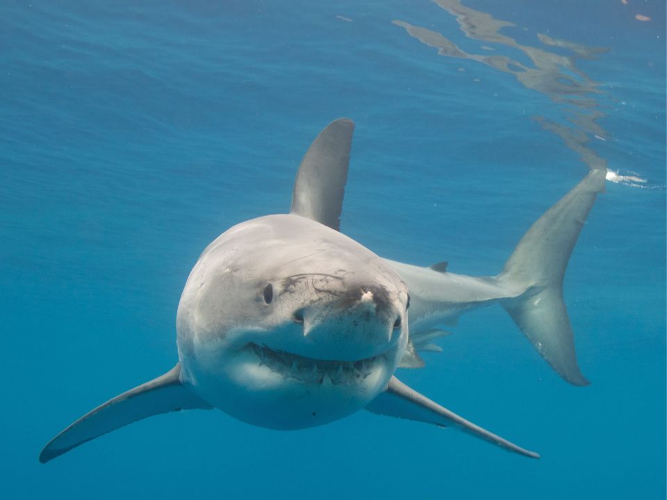 Great White Shark