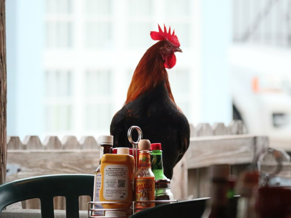 A Chicken of Key West at Two Friends